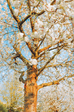 Branches of blossoming cherry on gentle light blue sky background in sunlight. Beautiful floral image of spring nature.の写真素材