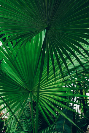 Palm leaf background. Green leaves in botanical garden.の写真素材