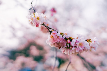 Beautiful pink blossom tree in spring time in sunny day.の写真素材