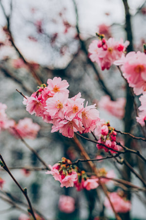 Beautiful pink blossom tree in spring time in sunny day.の写真素材