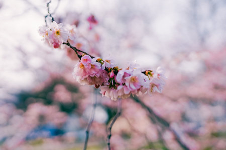 Beautiful pink blossom tree in spring timeの写真素材