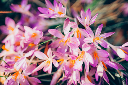 Purple crocus flowers in spring. High quality photo.の写真素材