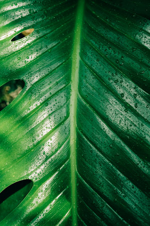 Green leaves background. Abstract natural floral background.の写真素材