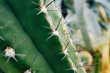 Detailed view of sharp spines protruding from a green cactus pad, emphasizing texture and form.の写真素材