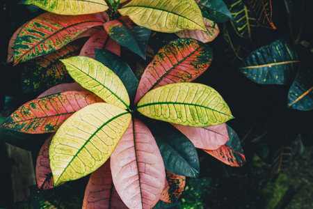 Leaves from a tropical plant depicting vibrant colors such as green, yellow, and pink, creating a striking natural display. A showcase of botanical beauty and exotic foliage in fine detail.の写真素材
