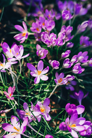 A vibrant display of purple crocuses in full bloom during springtime, highlighting nature's beauty.