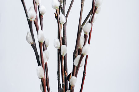 Close-Up of Elegant Pussy Willow Branches With White Fluffy Buds on Light Backgroundの写真素材