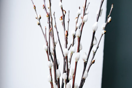 Close-Up of Elegant Pussy Willow Branches With White Fluffy Buds on Light Backgroundの写真素材