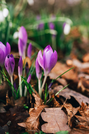 Purple Crocuses Blooming Among Fallen Leaves During Warm Spring Dayの写真素材