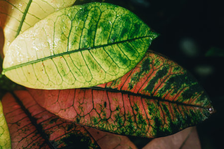 Colorful Tropical Leaves in Vibrant Green, Yellow, and Pink Hues