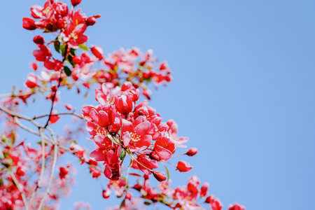 Pink cherry blossoms in full bloom create a stunning contrast against a bright blue sky. A beautiful springtime scene symbolizing renewal, nature's beauty, and tranquility.の写真素材
