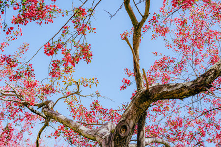 Pink cherry blossoms in full bloom create a stunning contrast against a bright blue sky. A beautiful springtime scene symbolizing renewal, nature's beauty, and tranquility.の写真素材