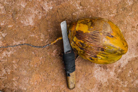 one big coco nut in the shell with the hand made knifeのeditorial素材