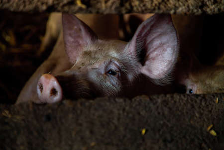 Little pig in a farm, close up shootのeditorial素材
