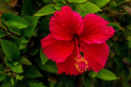 hibiscus flower on a bush in a wilde nature