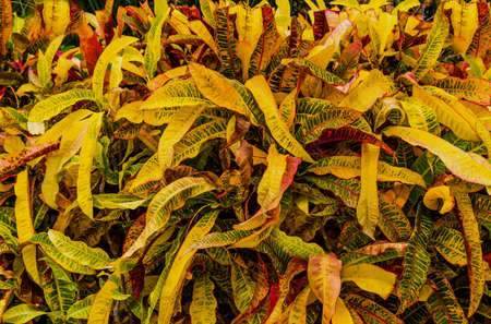 backround with leaves growing on a bush growing in a garden. dew drops them.の写真素材