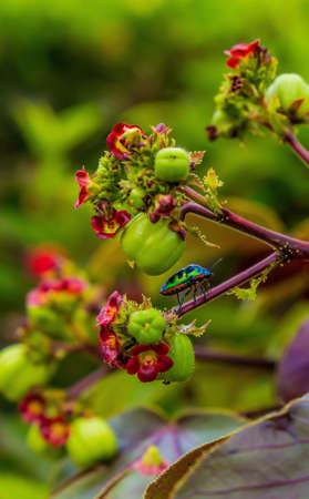 a smal one colorful bright bug sits on a stalk of a tropical flower near a bud on a sunny day