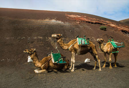 the sun caravan of camelsの写真素材