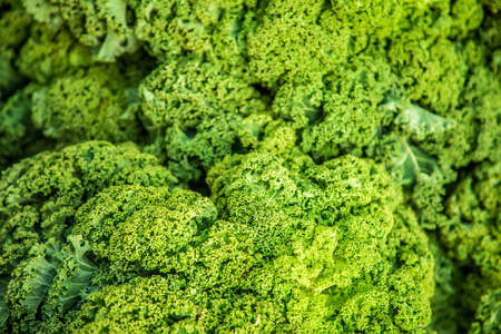 good fresh green cabbage kale like background leaves during the day close up shotの写真素材