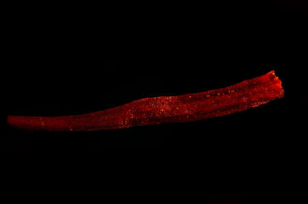 super macro shot of one bright red saffron isolated on a black background very closeの写真素材