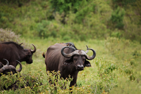 a herd of African black buffaloes in a natural environment, in a tanzanian national park, looks very...