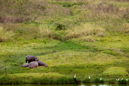 Little heard of hippos lies on the shore of a reservoir in the African reserve Tarangire, African Hippopotamus, Hippopotamus amphibius capensis, animal in the nature water habitat, Africa. Wild life scene from nature.の写真素材