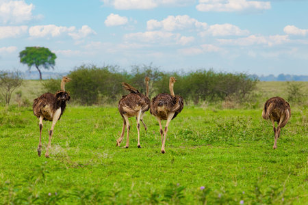 common ostrich (Struthio camelus), or simply ostrich, in native to certain large areas of Africa, Tanzaniaの写真素材