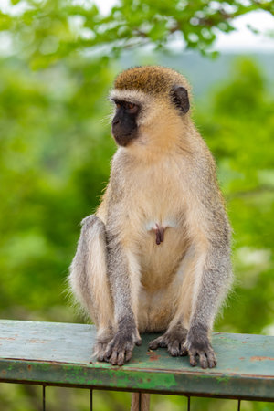 Portrait of Green Monkey - Chlorocebus aethiops, beautiful popular monkey from West African bushes and forests.の写真素材