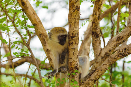 Portrait of Green Monkey - Chlorocebus aethiops, popular monkey from West African bushes and forests