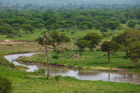beautiful wild African landscape with a river, palm trees and stonesの写真素材