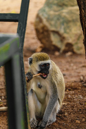 very funny green monkey eating chicken bone