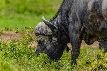 Large African buffalo in natural environment in Ngorongoro African National Parkの写真素材