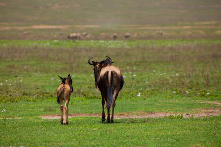 a newborn cub of wildebeest next to his mother stands very close on a green meadow in the African Ngoro Ngoro Parkの写真素材
