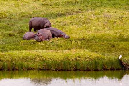 a small herd of hippos resting on the grass near a lake in the Arusha nature reserve in Tanzania. close upの写真素材