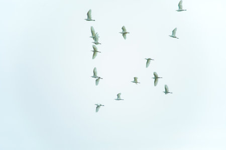 flock of small white birds flying in white blue sky.の写真素材