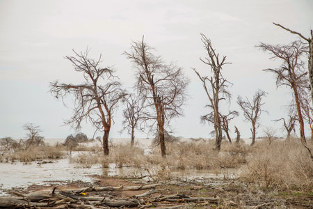 dead trees stand in lake in Africa. Global warming, climate catastrophe concept. Tanzaniaの写真素材