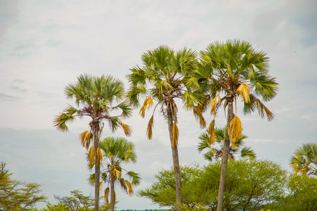 Three Palm trees on beautiful sunset natural background. travel conceptの写真素材
