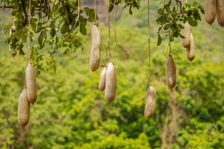 Fruits of Sausage Tree Kigelia in Africa close-up dense crown. African and travel conceptの写真素材
