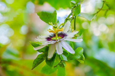 Close up passiflora Passion Flower Passiflora caerulea leaf in tropical garden. Beautiful passion fruit flower(Passifloraceae). Travel and floral garden conceptの写真素材