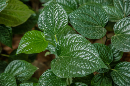 Green leaf dark tone background betel leave or betle piper fresh, mostly consumed in Asia, such as...