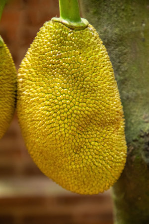 Big yellow Jack fruits hanging trees tropical fruit garden in Sri Lanka. Exotic vegetarian nutrition...