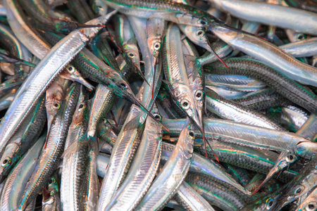 fresh catch halfbeak spipe fish ready for sale. top view.の写真素材