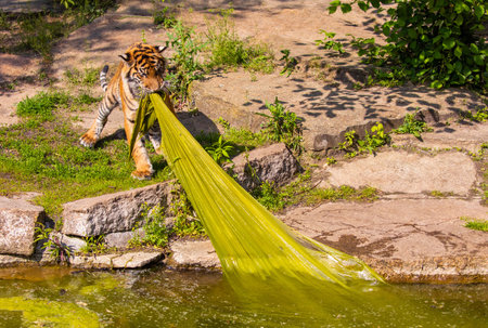 tiger cub plays with a large bed of seaweed. Big and wild animals in zoo conceptの写真素材