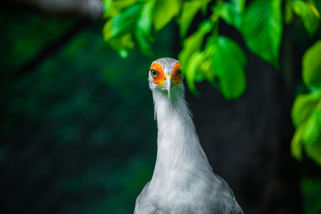 Portrait fascinating Secretary large predatory bird mostly stays on ground. closeup eyelashes. birds in captivity and Africa travel conceptの写真素材