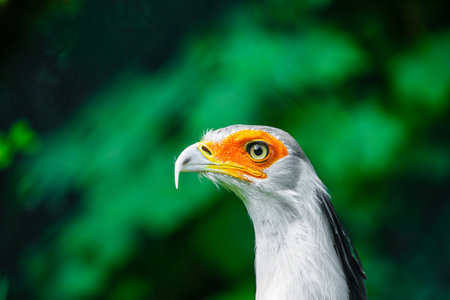 Portrait fascinating Secretary large predatory bird mostly stays on ground. closeup eyelashes. birds in captivity and Africa travel conceptの写真素材