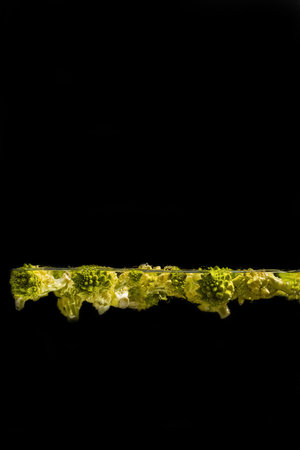 bright juicy fruits with splashes fly into the aquarium on a black backgroundの写真素材