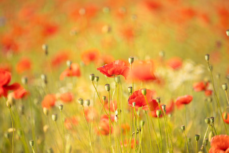 panorama field of red poppies. bright natural floral background. Bright summer romantic and agroculture conceptの写真素材