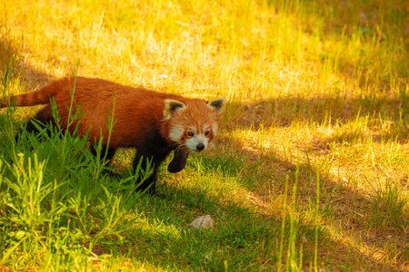 Red panda walking tree closeup. vivid natural background. protection of rare endangered animals and...