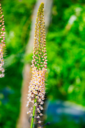 Steppelilje Eremurus stenophyllus Inflorescence Eremurus narrow leaved bungeistenophyllus close-up....