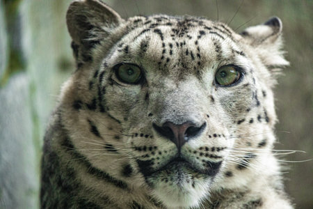 Big white Snow leopard lies with piercing yellow eyes closeup. nature wild cat background.